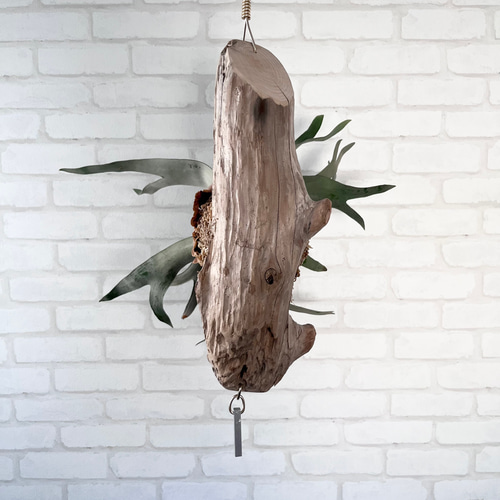 ビカクシダ コウモリラン ホワイトホーク 流木付け 観葉植物