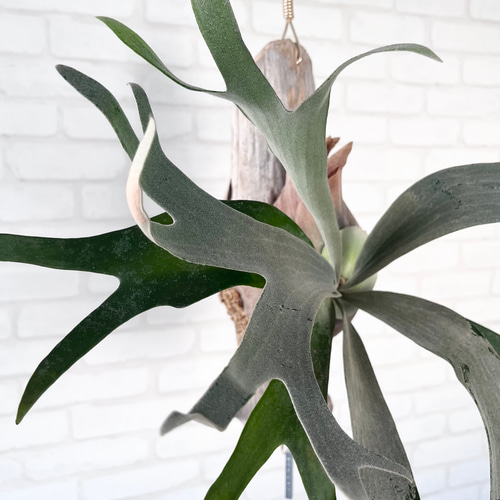 ビカクシダ コウモリラン ホワイトホーク 流木付け 観葉植物