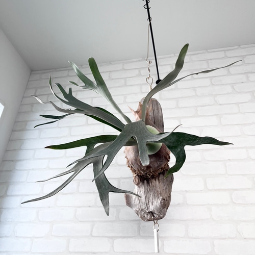 ビカクシダ コウモリラン ホワイトホーク 流木付け 観葉植物