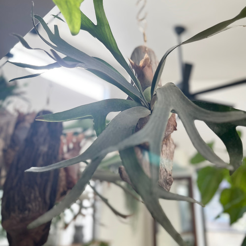 ビカクシダ コウモリラン ホワイトホーク 流木付け 観葉植物