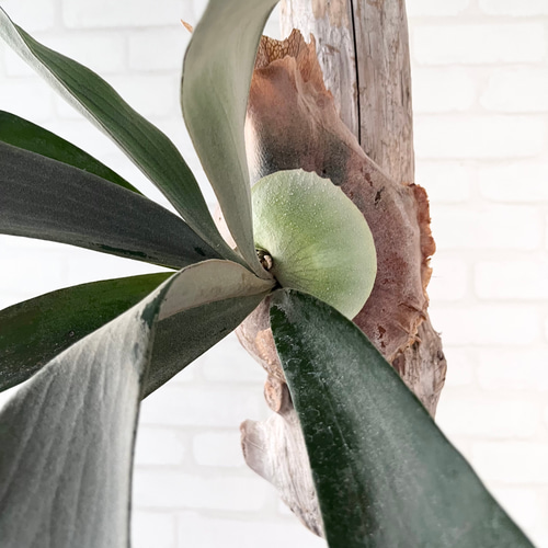 ビカクシダ コウモリラン ホワイトホーク 流木付け 観葉植物