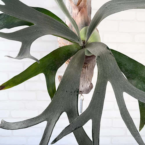 ビカクシダ コウモリラン ホワイトホーク 流木付け 観葉植物