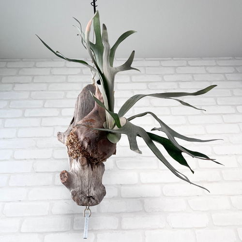 ビカクシダ コウモリラン ホワイトホーク 流木付け 観葉植物