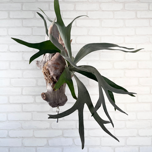 ビカクシダ コウモリラン ホワイトホーク 流木付け 観葉植物