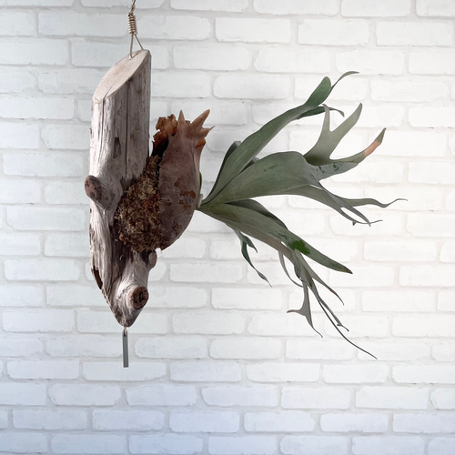 ビカクシダ コウモリラン ホワイトホーク 流木付け 観葉植物