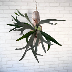 ビカクシダ コウモリラン ホワイトホーク 流木付け 観葉植物