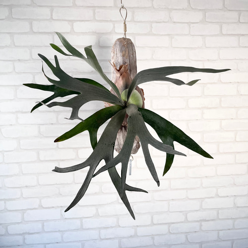 ビカクシダ コウモリラン ホワイトホーク 流木付け 観葉植物