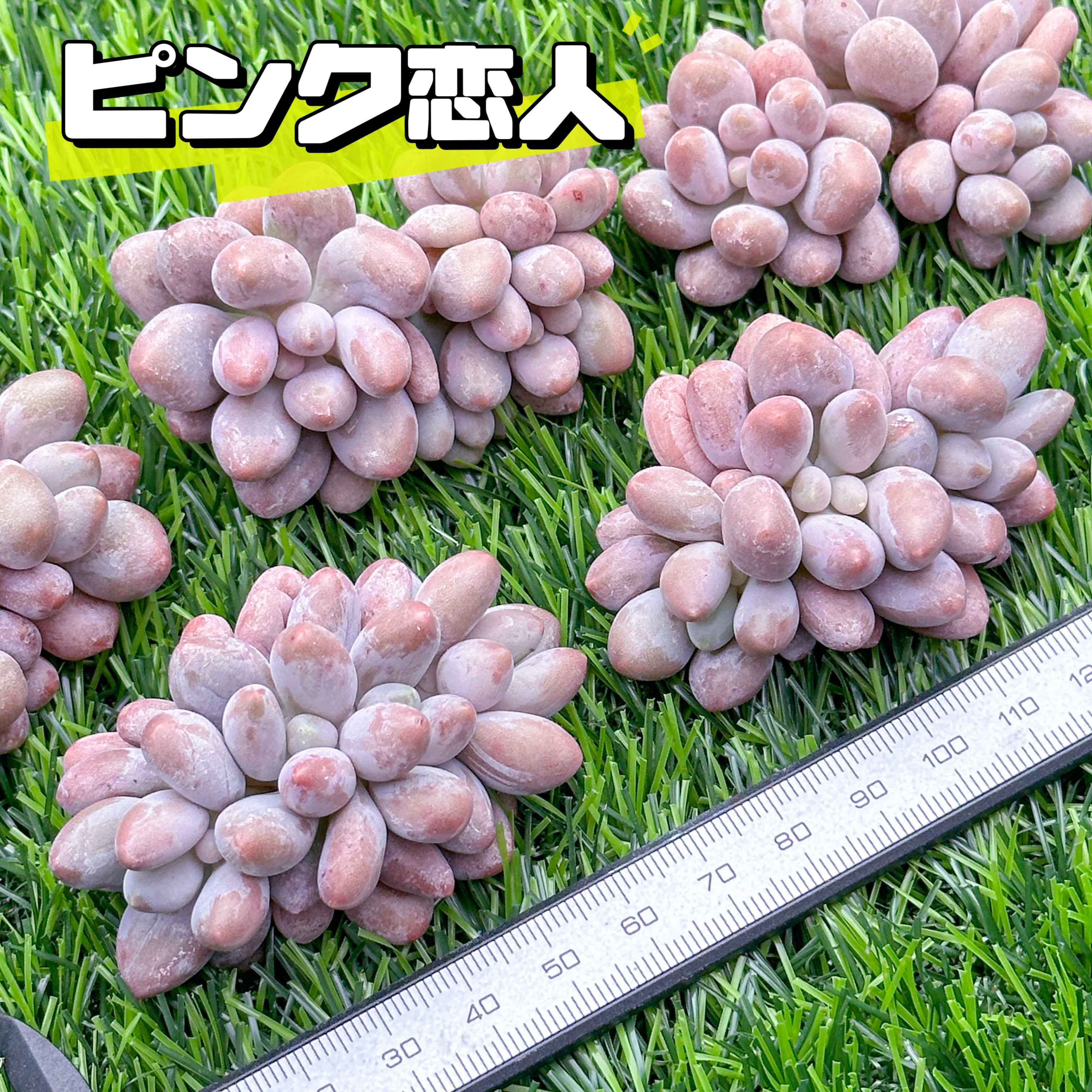 ファンジニ美人 ピンク恋人多肉植物 マスカット美人