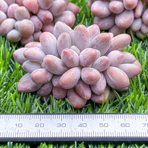 多肉植物　エケベリア　カット苗　詰め合わせ　ピンク多め❣️名前あり❣️ 新入荷 多肉植物 エケベリア ピンク恋人 超美苗 レア種 多肉植物