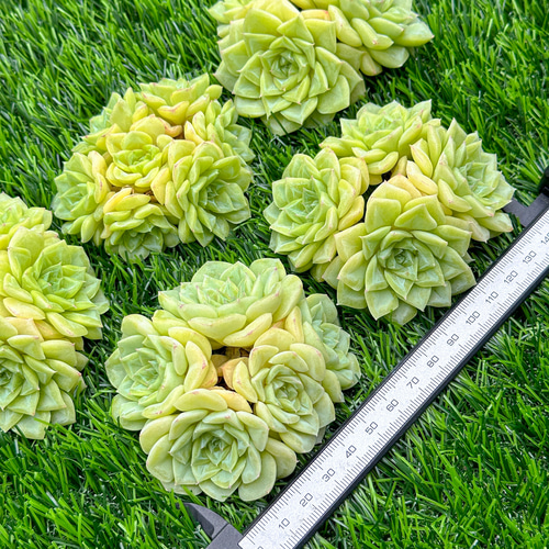 新入荷 多肉植物 エケベリア ホワイトスワン 超美苗 レア種 大株 多肉