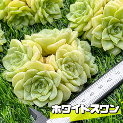 21#多肉植物アエオニウム錦❤️ 翡翠琉璃 ❤️28-30頭28cm 拔き苗 21#多肉植物アエオニウム錦❤️ 翡翠琉璃 ❤️28-30頭28cm 拔き苗