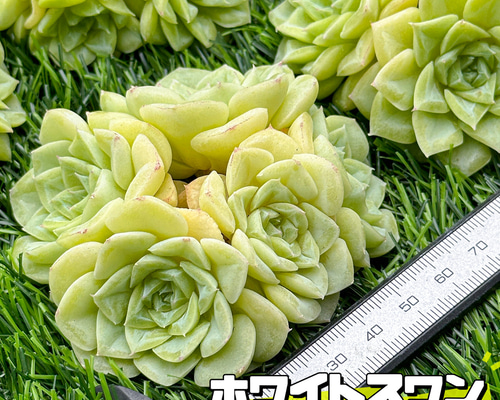 f995d39be8fcfd4a9495343c0a949a