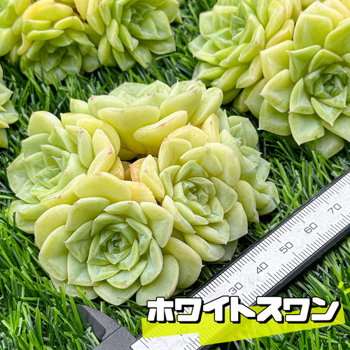 新入荷 多肉植物 エケベリア ホワイトスワン 超美苗 レア種 大株