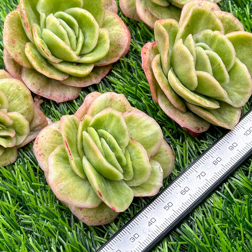 ラブリーローズ錦　超美斑入り　多肉植物　エケベリア ラブリーローズ錦 多肉植物 二苗 エケベリア （ラブリーローズ錦