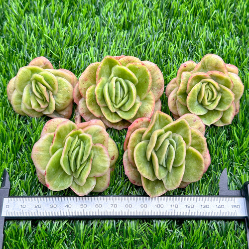 新入荷 多肉植物 エケベリア アイスラブリーローズ錦 超美苗 レア種