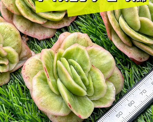 9858dee8d698967d78c0008d9bf2a3