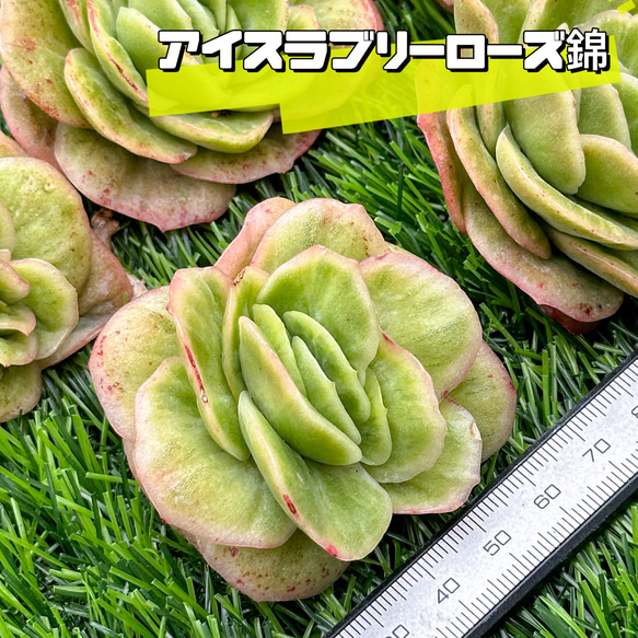 新入荷 多肉植物 エケベリア アイスラブリーローズ錦 超美苗