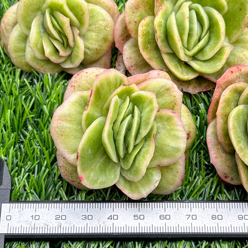 新入荷 多肉植物 エケベリア アイスラブリーローズ錦 超美苗 レア種