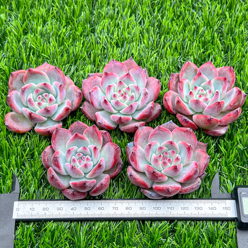 新入荷 多肉植物 エケベリア コロラータ 超美苗 レア種 多肉植物