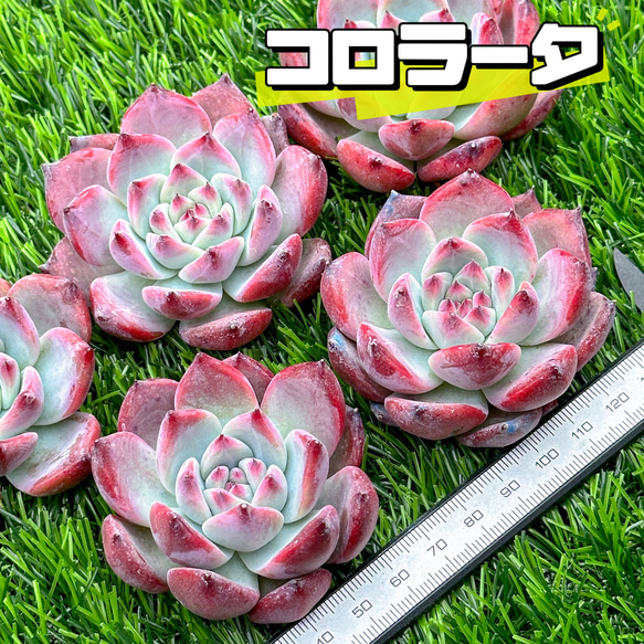 新入荷 多肉植物 エケベリア コロラータ 超美苗 レア種 多肉植物