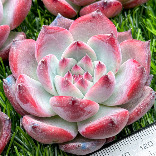 新入荷 多肉植物 エケベリア コロラータ 超美苗 レア種 多肉植物
