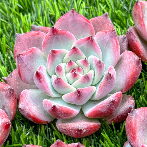 新入荷 多肉植物 エケベリア コロラータ 超美苗 レア種 多肉植物  