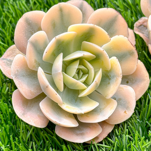 新入荷 多肉植物 エケベリア ルンヨニー錦 超美苗 レア種 多肉 新入荷 多肉植物 エケベリア ルンヨニー錦 超美苗 レア種 多肉
