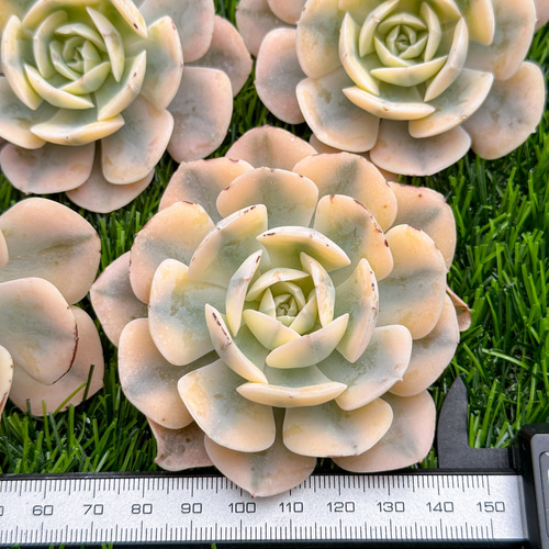 新入荷 多肉植物 エケベリア ルンヨニー錦 超美苗 レア種 多肉 新入荷 多肉植物 エケベリア ルンヨニー錦 超美苗 レア種 多肉