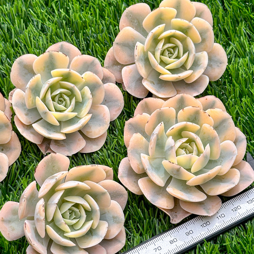 新入荷 多肉植物 エケベリア ルンヨニー錦 超美苗 レア種 多肉