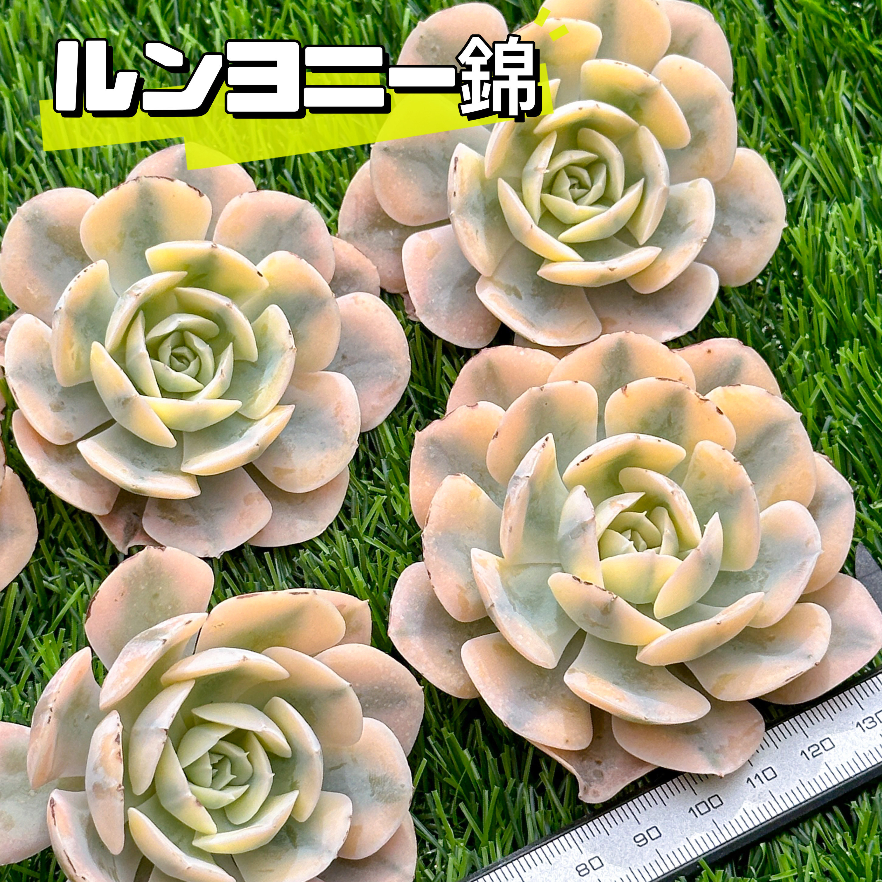 多*ゆ様 B2041-5　ルンヨニー錦　40株　抜き苗　多肉植物 エケベリア 韓 多*ゆ様 B2041-5 ルンヨニー錦 40株 抜き苗 多肉植物 エケベリア 韓