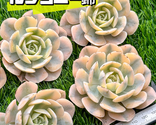 多肉植物　ルンヨニー　抜き苗　エケベリア 多肉植物 エケベリア ルンヨニー錦 7.5cmポット苗 : ハニー