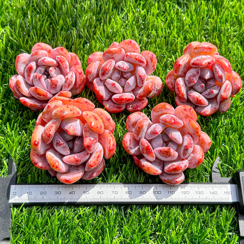 【新入荷】エケベリア　韓国苗　パープルスプリングドリーム　超特大　多肉植物 新入荷｜送料込】エケベリア 韓国苗 超大苗 パープルスプリング