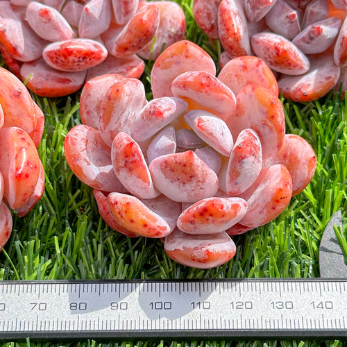 新入荷 多肉植物 エケベリア スノードリーム 超美苗 レア種 多肉植物