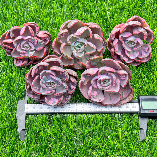 新入荷 多肉植物 エケベリア ビヨンセ虹錦 超美苗 レア種 大株 多肉