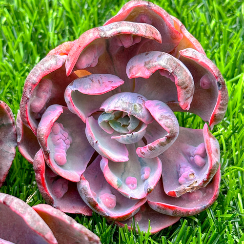 新入荷 多肉植物 エケベリア ビヨンセ虹錦 超美苗 レア種 大株 多肉