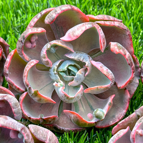 新入荷 多肉植物 エケベリア ビヨンセ虹錦 超美苗 レア種 大株 多肉