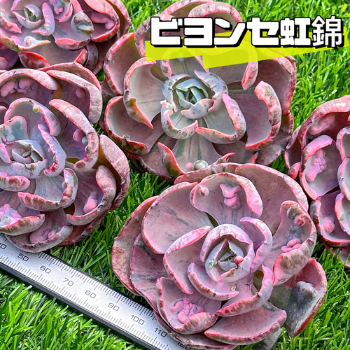 新入荷 多肉植物 エケベリア ビヨンセ虹錦 超美苗 レア種 大株 多肉 