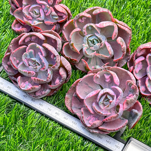 新入荷 多肉植物 エケベリア ビヨンセ虹錦 超美苗 レア種 大株 多肉