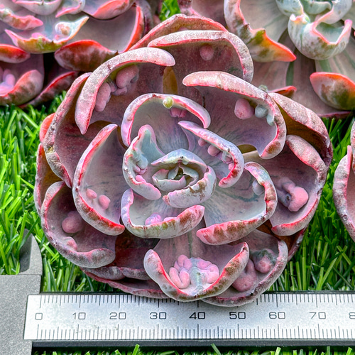 新入荷 多肉植物 エケベリア ビヨンセ虹錦 超美苗 レア種 大株 多肉