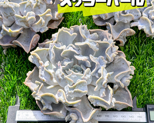 363df743da4ccf30fc5e0da43328e5