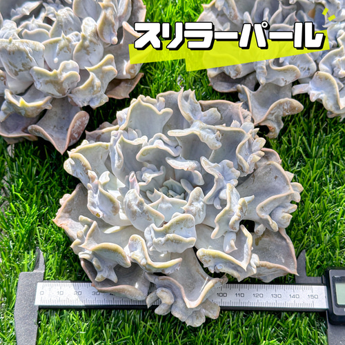 スリラーパール カット苗 多肉植物 ゆうパケットプラス発送 メルカリで