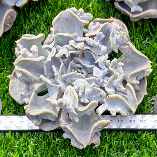 新入荷 多肉植物 エケベリア スリラーパール 超美苗 レア種 特大株