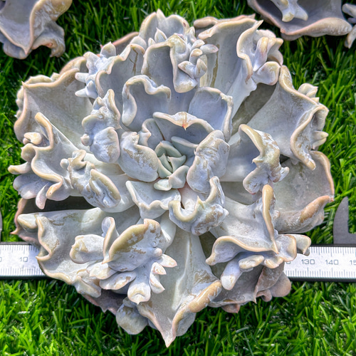 新入荷 多肉植物 エケベリア スリラーパール 超美苗 レア種 特大株