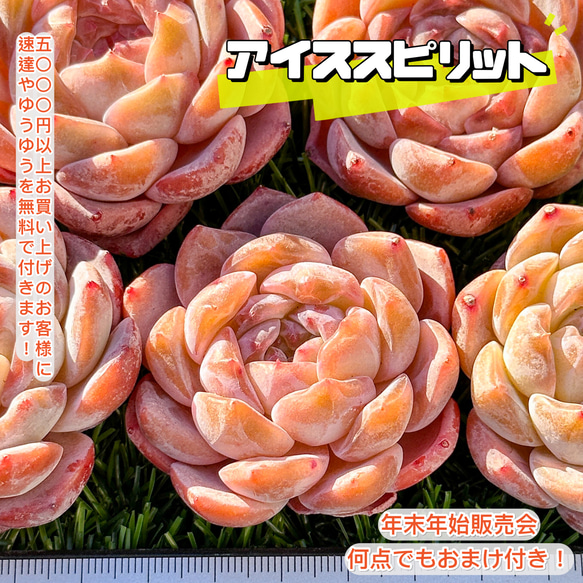 年末年始販売会 多肉植物 エケベリア アイススピリット 超美苗 レア種