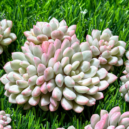 新入荷 多肉植物 エケベリア パールビーン錦 超美苗 レア種 多肉植物