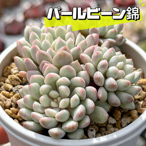 新入荷 多肉植物 エケベリア パールビーン錦 超美苗 レア種 多肉植物