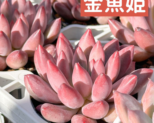 新入荷 多肉植物 エケベリア 金魚姫 超美苗 レア種 多肉植物