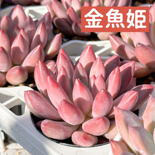 新入荷 多肉植物 エケベリア 金魚姫 超美苗 レア種 多肉植物
