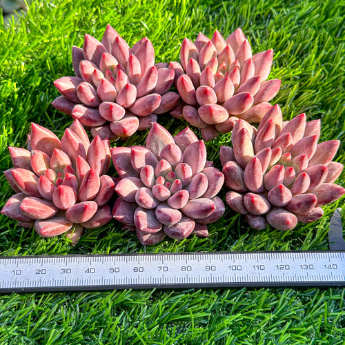 ま*こ様 姫蓮錦C240-C5003-8×35株 抜き苗 多肉植物 エケベリア ま*こ様 姫蓮錦C240-C5003-8×35株 抜き苗 多肉