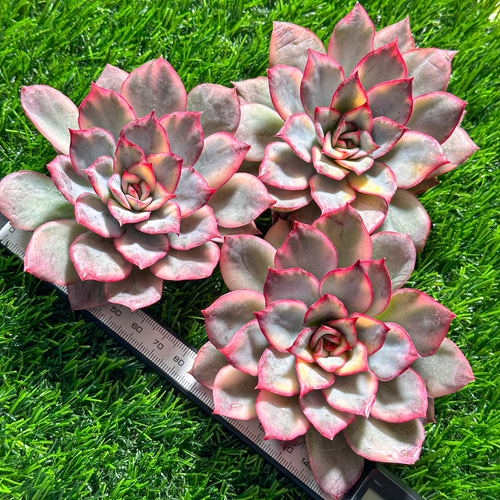 ツナミ錦　美斑入り　多肉植物　エケベリア レア ツナミ錦 美斑入り 多肉植物 エケベリア レア